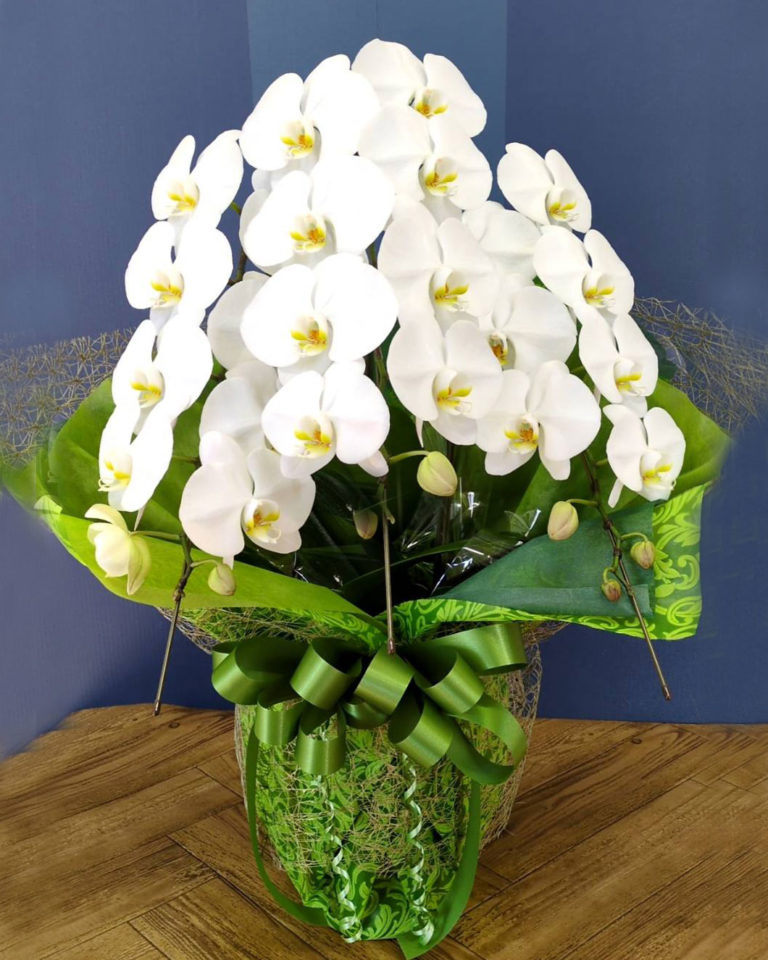 胡蝶蘭 １０，０００円～